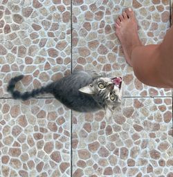 Cat at foot