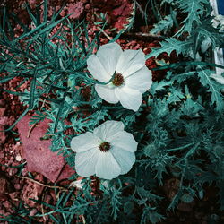 High angle view of white flowering plant