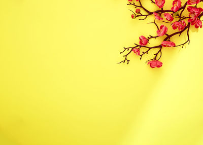 Close-up of red flowering plant against yellow wall