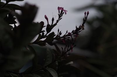 Close-up of plant against blurred background