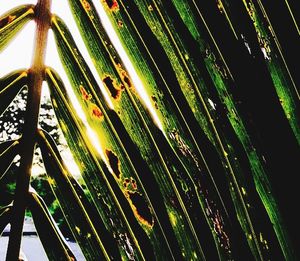 Full frame shot of tree