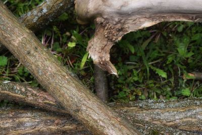 Close-up of tree trunk in forest