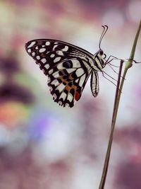 Close-up of butterfly on leaf