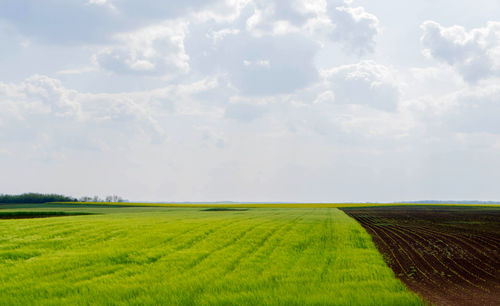 Scenic view of agricultural field against sky