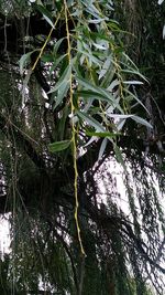 Close-up of plants against trees