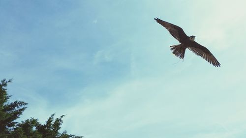 Low angle view of birds flying in sky