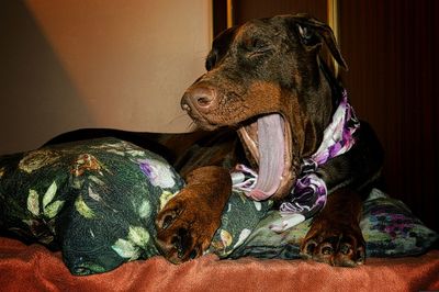 Close-up of dog relaxing at home