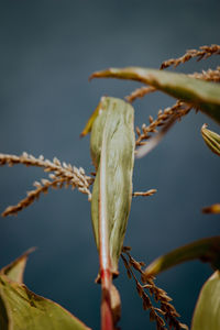 Close-up of white flower buds on plant