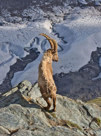 High angle view of majestic ibex on rock