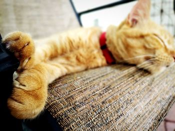 Close-up of a cat sleeping