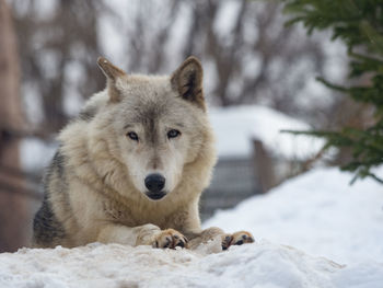 Close-up of wolf on snow field during winter