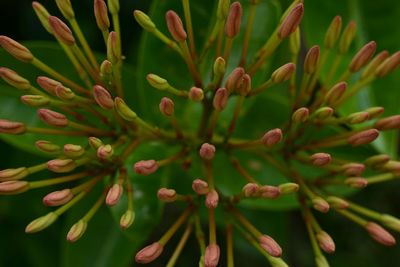 Flower buds of the needle flower or jungle flame, ixora cocconea