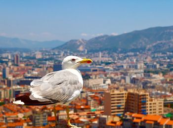 Seagull on a city