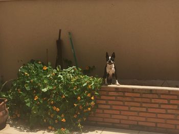 Dog sitting on retaining wall