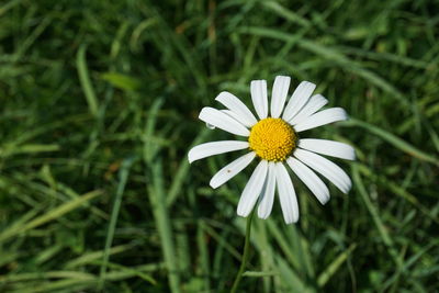 Close-up of white daisy flower