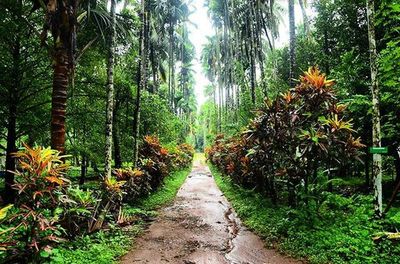 Narrow pathway along trees in forest