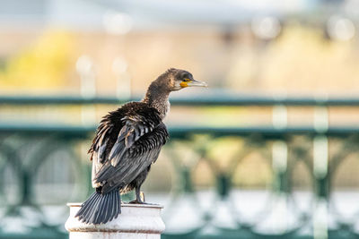 Bird perching on a railing