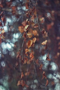 Close-up of dry leaves against blurred background