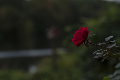 Close-up of rose against blurred background