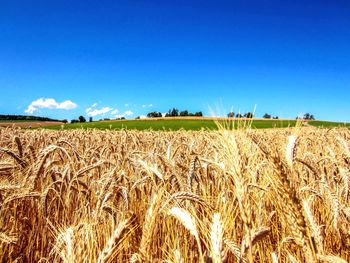 Scenic view of agricultural field against blue sky