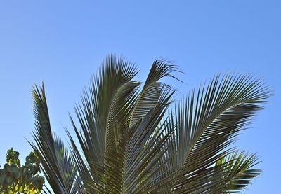 Low angle view of palm tree against clear sky