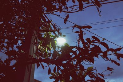 Low angle view of tree against sky during sunset