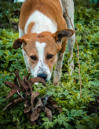 Close-up portrait of dog on field