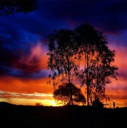 Silhouette of tree at sunset