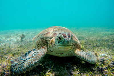 Sea turtle swimming at ocean floor