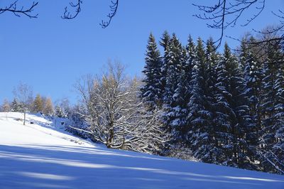 Snow covered pine trees against blue sky
