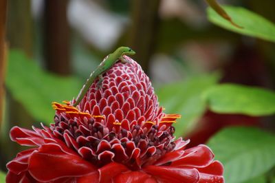 Close-up of red flower