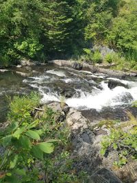 Scenic view of waterfall in forest