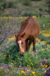 Horse standing on field