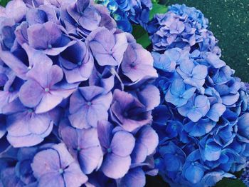 Close-up of purple hydrangea blooming outdoors