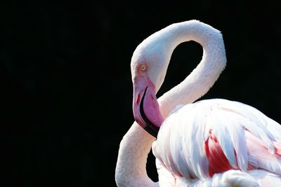 Close-up of swan