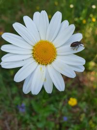 Close-up of insect on flower