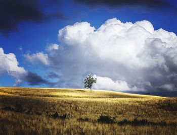 Tree growing on field against cloudy sky