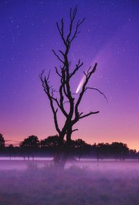 Comet and silhouette bare tree on field against sky at dusk 