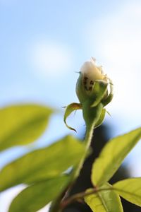 Close-up of grasshopper on plant