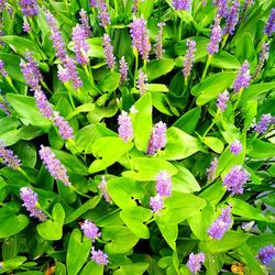 Close-up of purple flowering plants