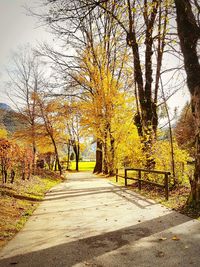 Road amidst trees during autumn