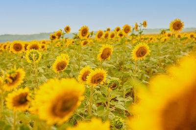 Panoramic view of field of golden yellow sunflowers on sunny summer day. 