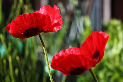 Close-up of red poppy growing on field