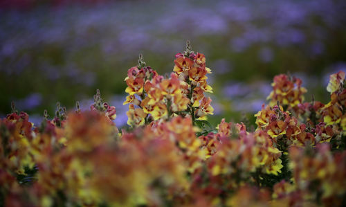 Close-up of flowering plants on field