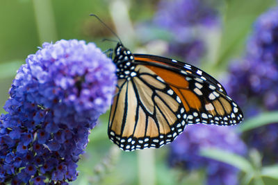 Close-up of butterfly on purple flower