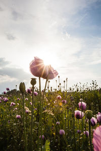 Close-up of pink flowering plants on field against sky