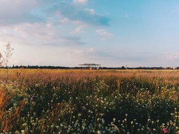 Plants growing on field against sky