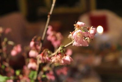 Close-up of pink cherry blossom