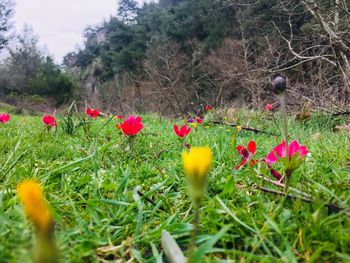 Red poppy flowers blooming on field