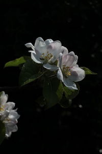 Close-up of white cherry blossom against black background